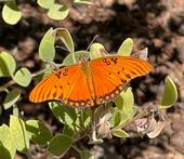 Adult gulf fritillary butterfly.